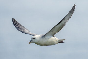 A Fulmar bird in full flight at St Kilda colony in the Outer Hebrides Scotland