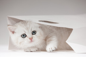 Katzenbaby im Studio - weiße Umgebung - neutraler Hintergrund