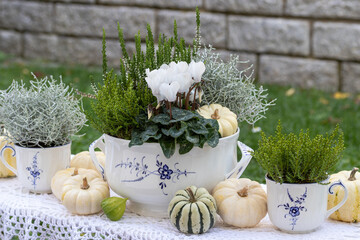 florales Herbst-Arrangement mit weißem Alpenveilchen, Stacheldrahtpflanze, Strauchveronika,  Heidekraut und weißen Kürbissen