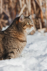 getigerte Katze im Schnee
