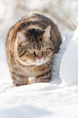 getigerte Katze im Schnee