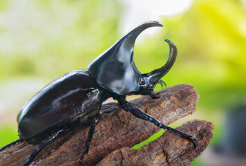 Stag beetle perched on a branch in nature