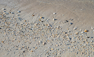 Shells and Pebbles on a Sand Beach in Sunlight.