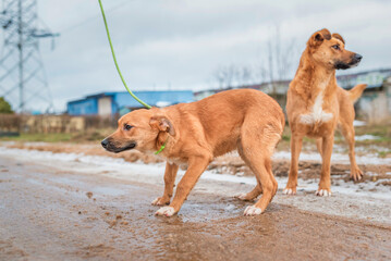 A mongrel dog on a walk at the beginning of winter.