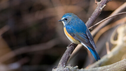 Wild birds Red-flanked Bluetail