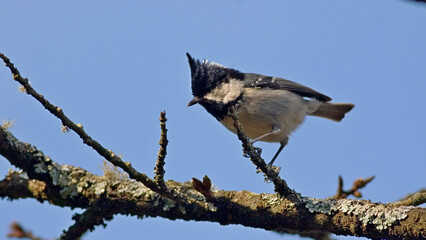 Wild bird Coal Tit
