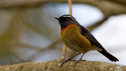 Wild bird Collared Bush Robin