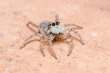 Female Menemerus semilimbatus spider staring from a wall