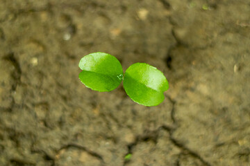 Orange trees plant is widely grown in tropical and subtropical climates