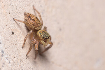 Evarcha jucunda spider posed on a rock looking for preys