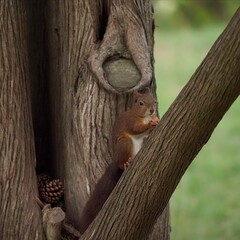 Obraz premium écureuil sur une branche mange une noisette