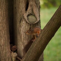 écureuil sur une branche