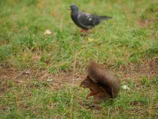 écureuil et pigeon dans l'herbe