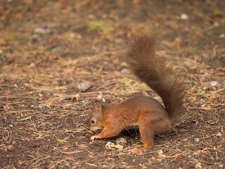 écureuil cherche une noisette dans la terre