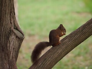 écureuil sur une branche mange une noisette