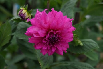 Obraz premium 美しく咲き誇るダリア