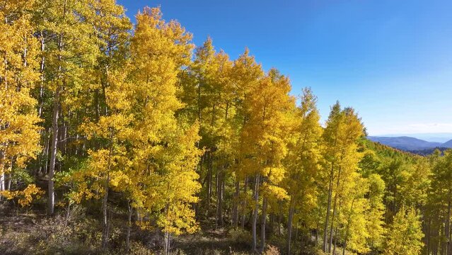Aerial autumn mountain yellow Aspen forest 2. Beautiful season Autumn fall colors in Maple, Oak and Pine forest. Central Utah. Beautiful mountain canyon valley and trails. Travel destination.