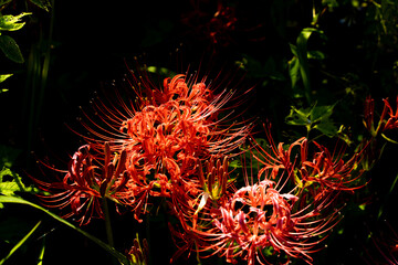九品寺の周辺に群生する彼岸花
