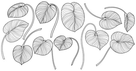 Tropical leaves isolated on white. Hand drawn png illustration.