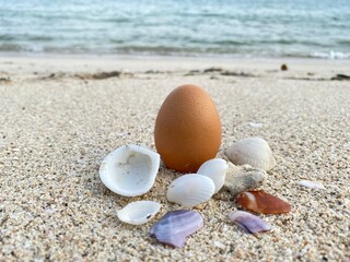 Chicken EggShell Quality and Mineral Sources