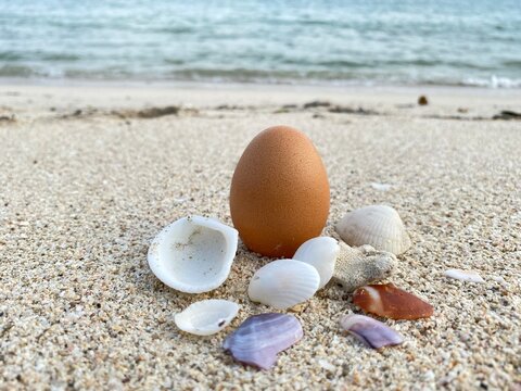 Chicken EggShell Quality and Mineral Sources