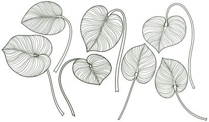 Tropical leaves isolated on white. Hand drawn png illustration.