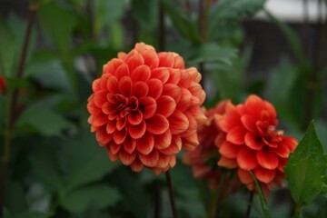 美しく咲き誇るダリア