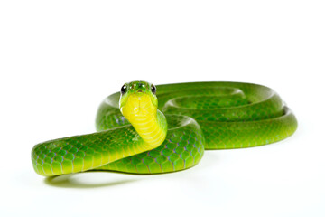 Chinese Green Snake, Greater green snake // Chinesische Grasnatter (Ptyas major, Cyclophiops major)