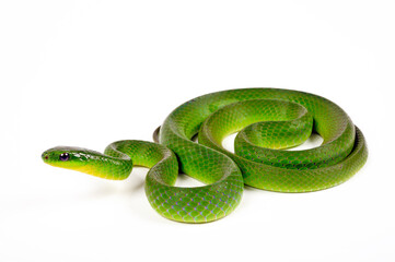 Chinese Green Snake, Greater green snake // Chinesische Grasnatter (Ptyas major, Cyclophiops major)