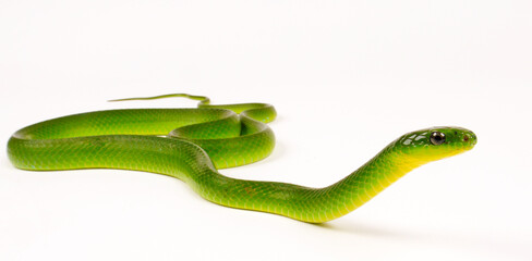 Chinese Green Snake, Greater green snake // Chinesische Grasnatter (Ptyas major, Cyclophiops major)