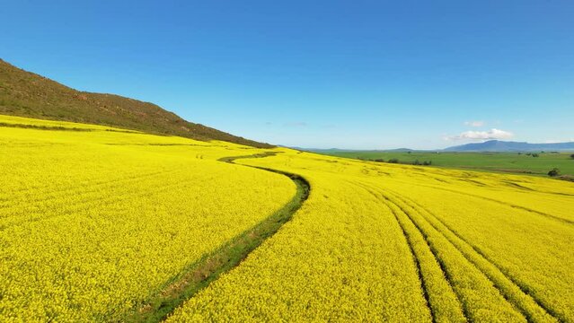 Aerial footage of yellow Canola fields