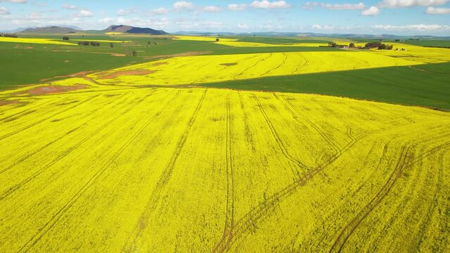 Aerial footage of yellow Canola fields