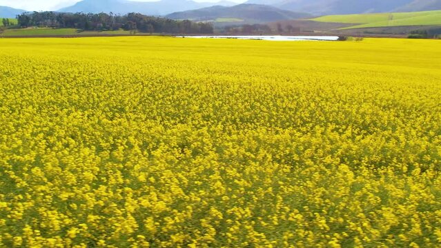 Aerial footage of yellow Canola fields
