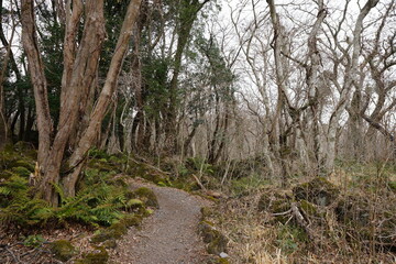wild winter forest with path