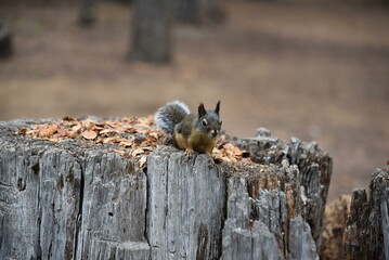 Grey squirrel on a wood trunk