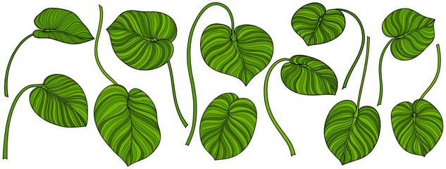 Leaves isolated on white. Tropical leaves. Hand drawn png illustration.