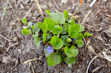 Abstract image of violet leaves in the garden. Growing wild common violet plant - an ornamental plant for landscaping park. Family name Violaceae, Scientific name Viola. Selective focus