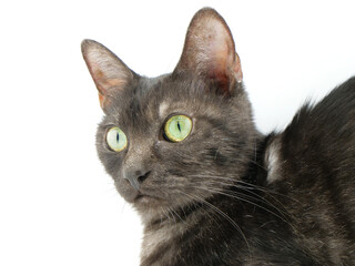 明るいところで瞳孔が細くなっている猫