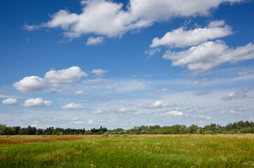 Beautiful summer rural landscape. Meadow with trees and grass against the clouds sky