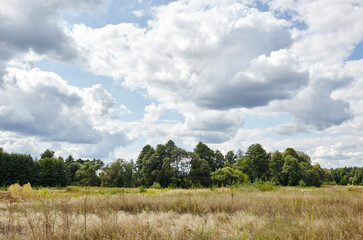 Bright summer forest against the sky and meadows. Beautiful landscape of green trees and blue sky background
