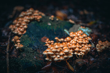 Nahaufnahme einer Pilzgruppe auf Holz. Dunkler Hintergrund. Wilde Pilze, die im Wald in Gruppen wachsen.