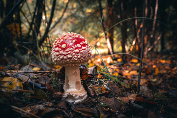 Nahaufnahme vom Fliegenpilz im Wald