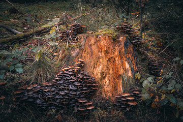 Gruppe von Pilzen im Moos auf einem Stamm. Brauner Wildpilz auf Baumstamm, der in den tiefen Wald liegt. Waldpilz mit kleinen grünen Moos. Herbstwald.
