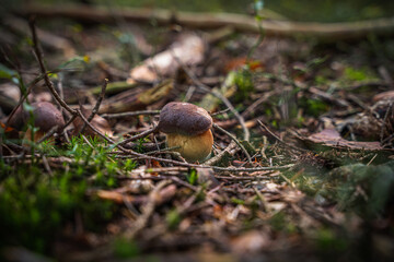 Nahaufnahme Maronen-Röhrling im Bayerischen Wald. Dunkler Hintergrund. Wilde Pilze, die im Wald wachsen.