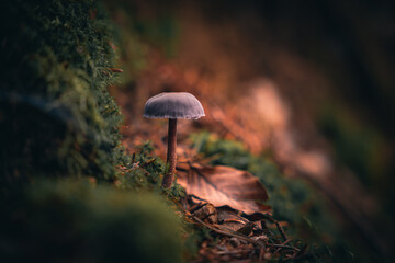 Nahaufnahme eines Pilzes, der im Bayerischen Wald wächst. Dunkler Hintergrund. Wilde Pilze, die im Wald wachsen.