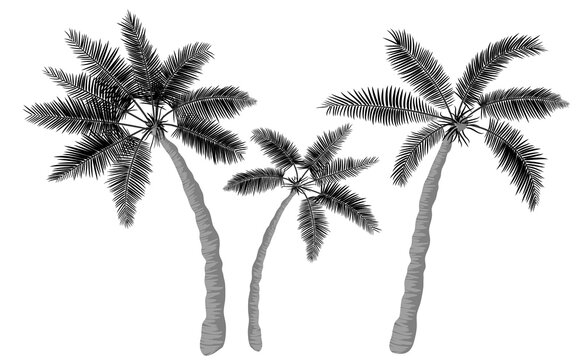 Set of three realistic cartoon palm trees. The big and small palms are tilted away from each other. Monochrome graphic drawing. Tropical palm leaves. Isolated elements, icons on white background