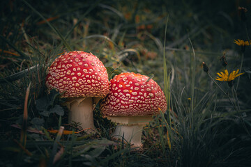 Nahaufnahme des Fliegenpilzes auf einer Wiese am Waldrand im Herbst