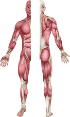 Human Body Muscles Anatomy Illustration Front Back