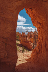 A tree over a rock as seen through an archway in Bryce Canyon National Park, Utah