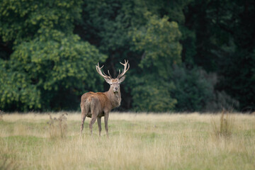 a portrait of a red deer stag as it walks away and looks over his shoulder back at the camera